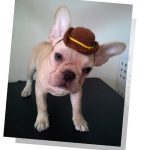 Crochet Cowboy Hat for Dog