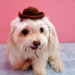 Crochet Cowboy Hat for Dog