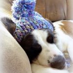 Dog Beanie Crochet Pattern