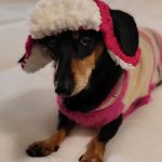 Doggie Bomber Hat Free Crochet Pattern