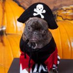 Free Puppy Pirate Hat Crochet Pattern