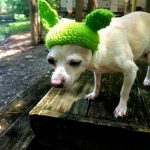 Little Baby Yoda Pet Hat
