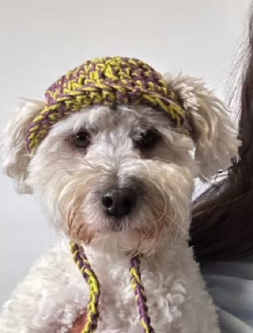 Crochet Dog Bucket Hat Crocht