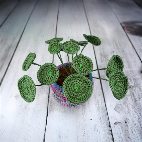 chinese money plant