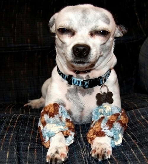 Free Leg Warmers for Dogs Crochet Pattern