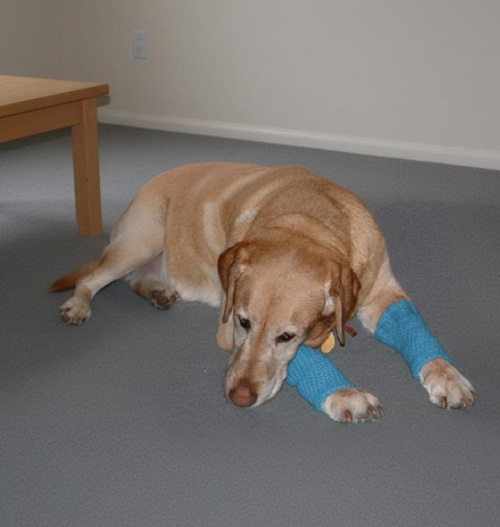 Crocheted Dog Leggings