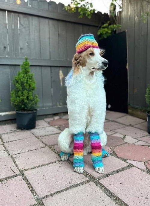 Crochet Dog Leg Warmers